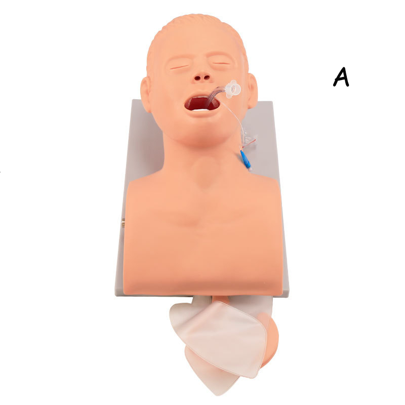 Medical Lab Management - Model nauczania manekina intubacyjnego dla dorosłych